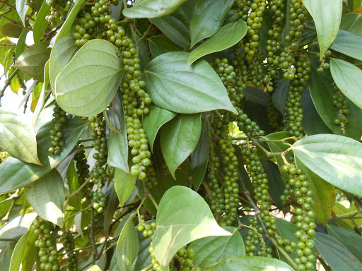 20g - COC 85 WP – Trừ Nấm Bệnh Cho Cây Trồng
