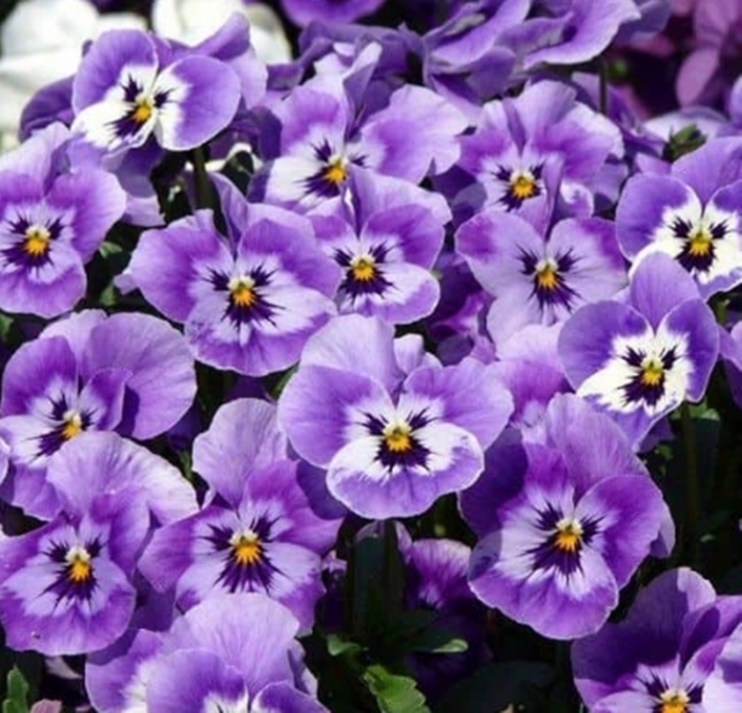 Hạt giống hoa Păng xê tím