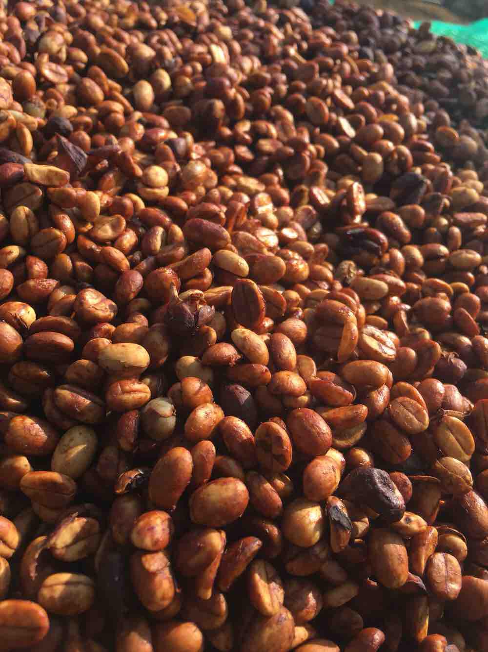 Cà phê nhân arabica sơn la 5kg honey