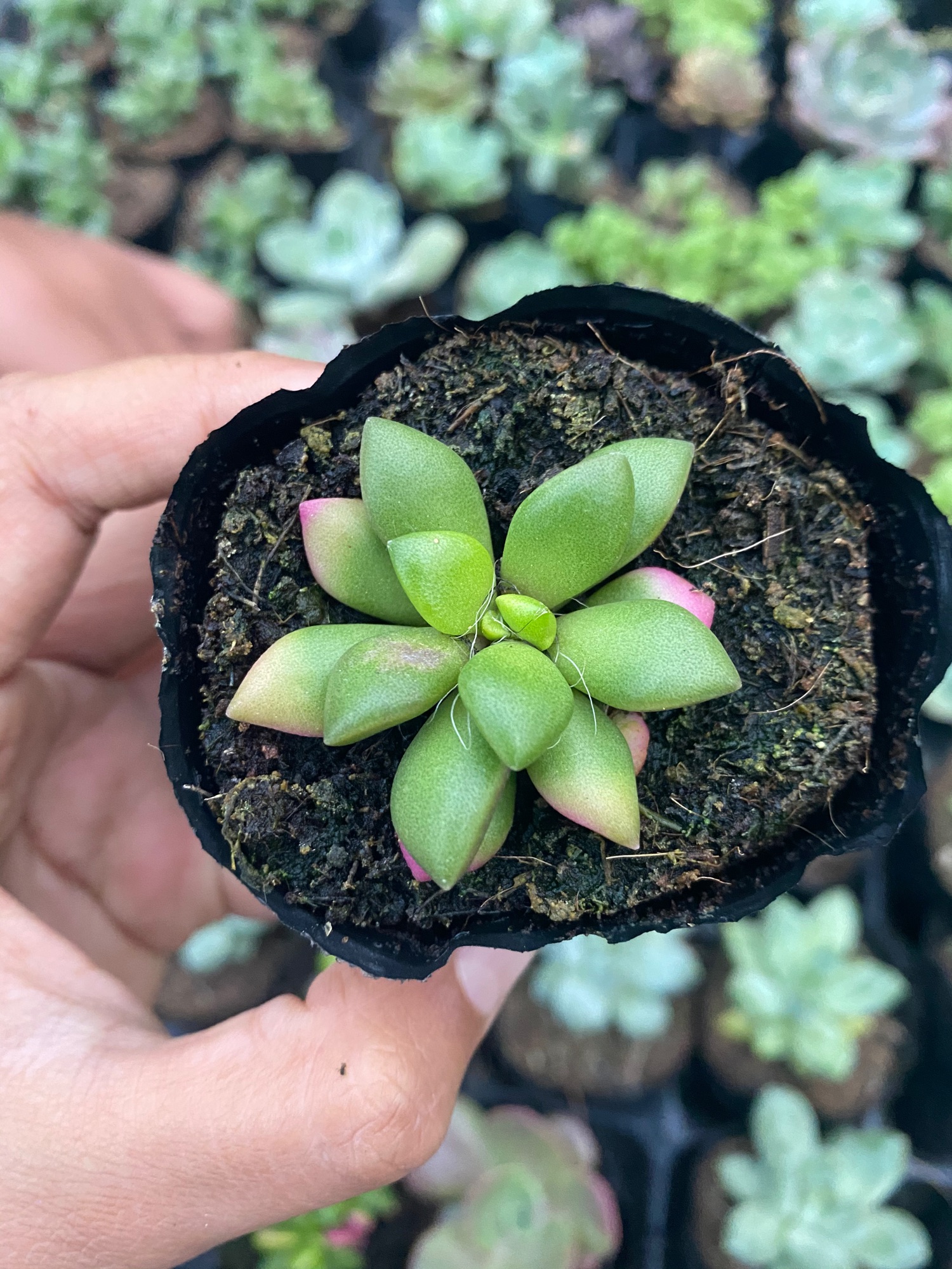 SEN ĐÁ PHẬT BÀ 4-6CM