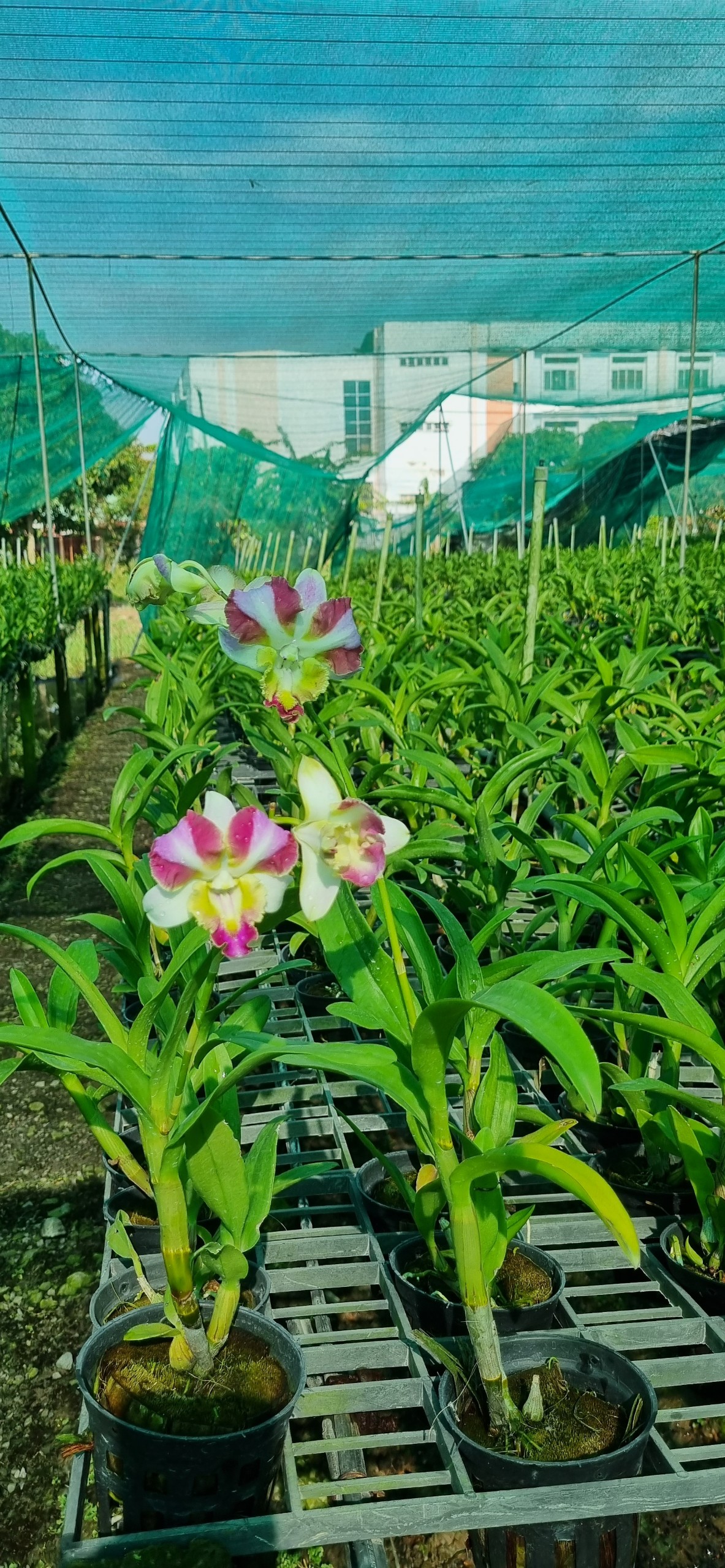 HOA LAN DEN LAI CATT MẮT RỒNG NGŨ SẮC