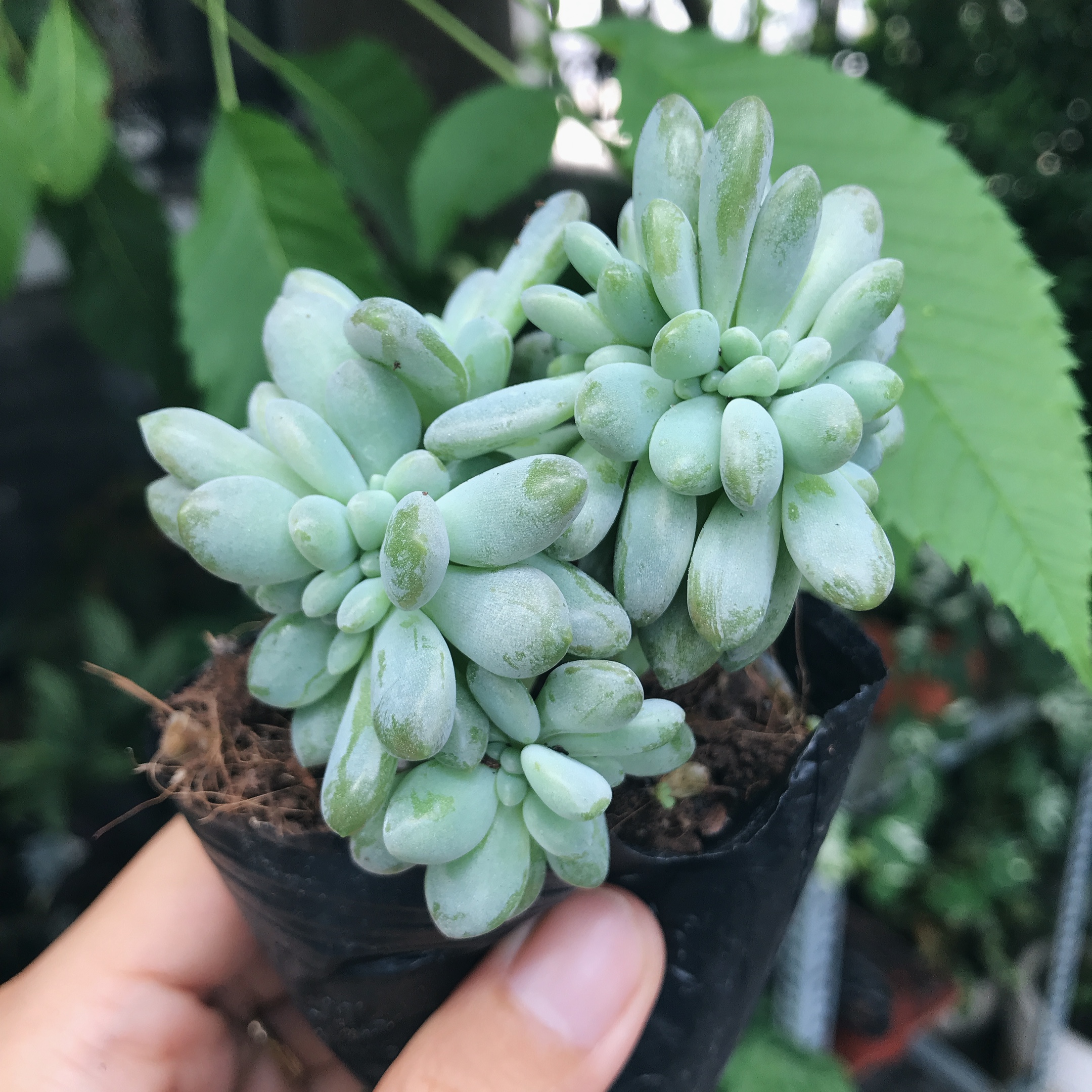 Sen đá giọt lệ