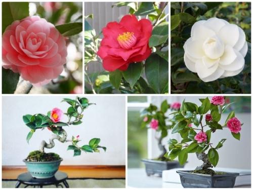 Hạt giống hoa Trà My Nhật mix(Camellia)