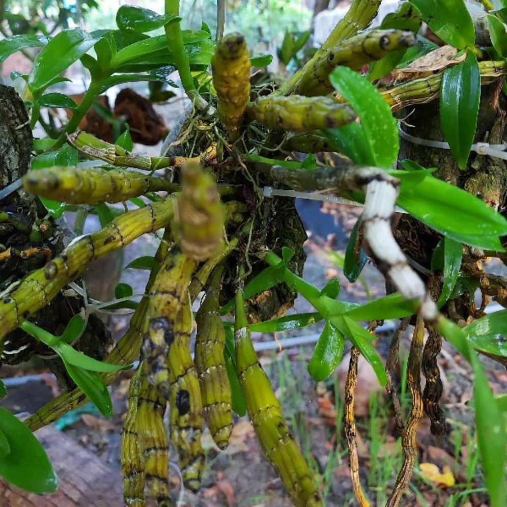 HOA LAN KIM ĐIỆP XUÂN GHÉP GỖ VÚ SỮA