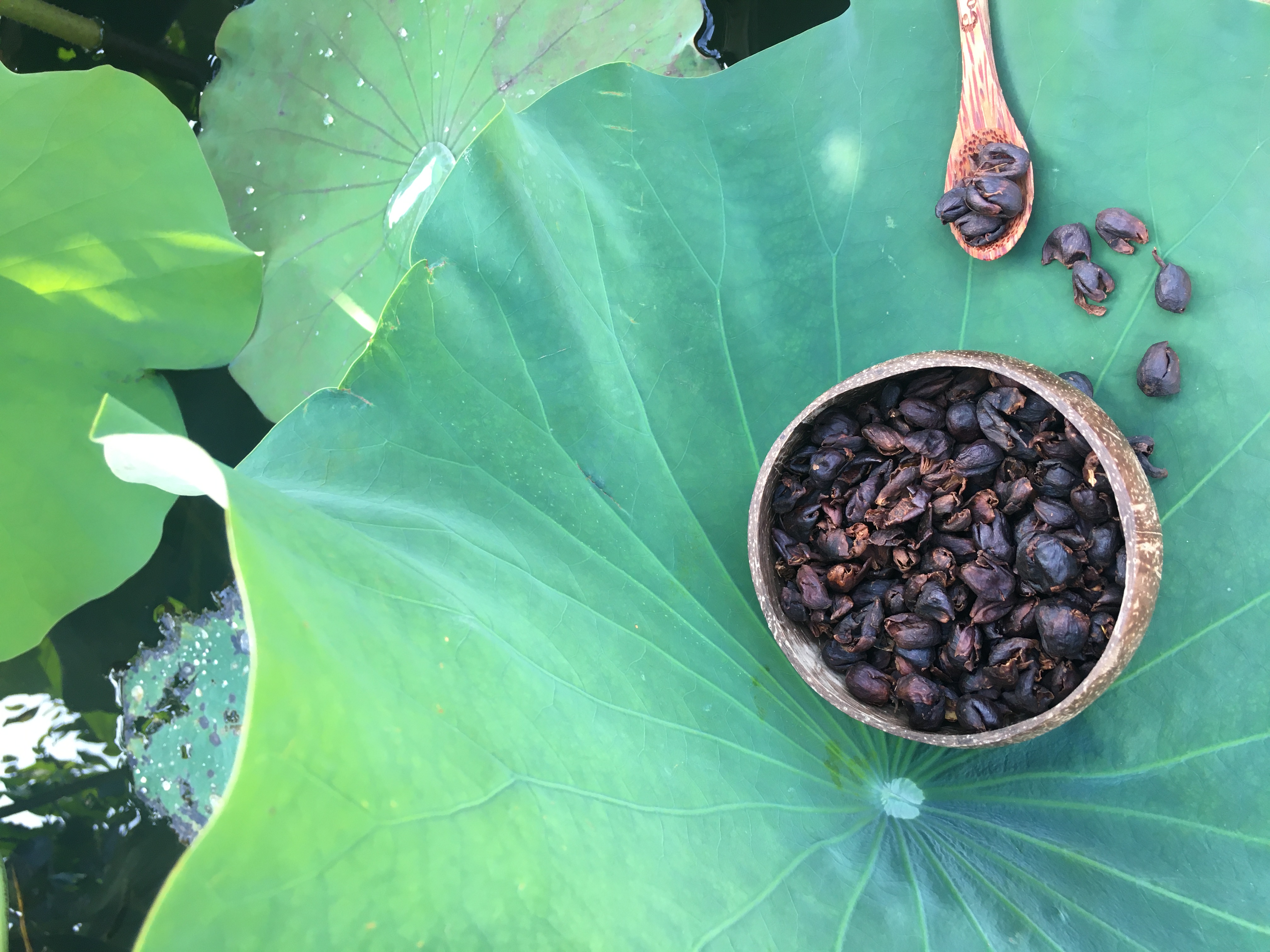 Trà cascara ( trà vỏ cà phê) làm từ vỏ trái arabica