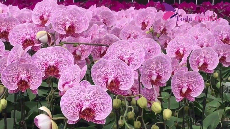 LAN HỒ ĐIỆP ĐẠI đang ngồng hoa