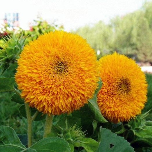 Keo bẫy ruồi Korea Fly Catch (5 miếng)