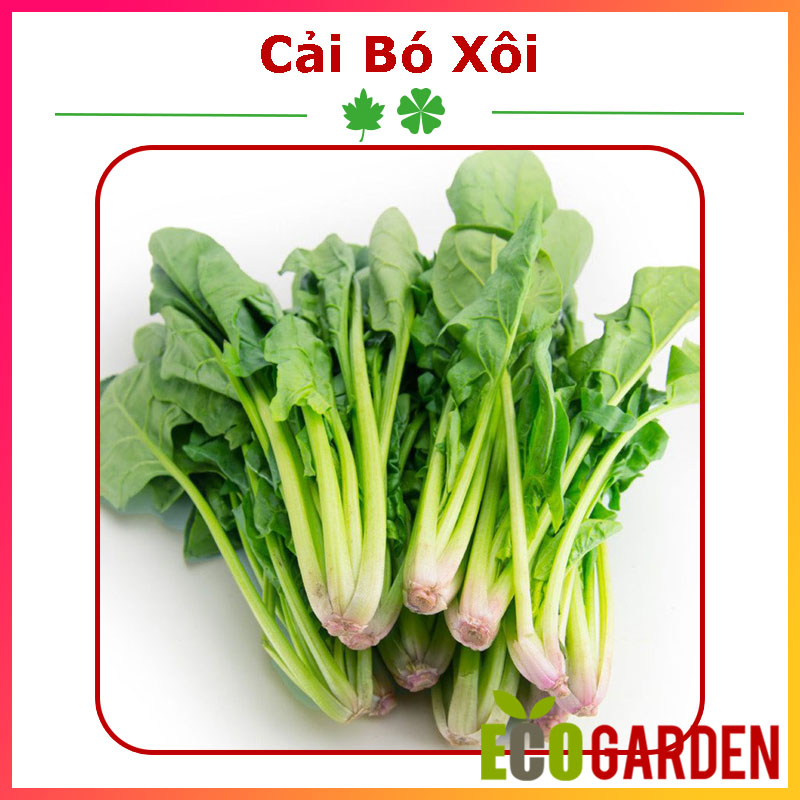 Hạt Giống Cải Bó Xôi F1 Turkana (ECO.275)