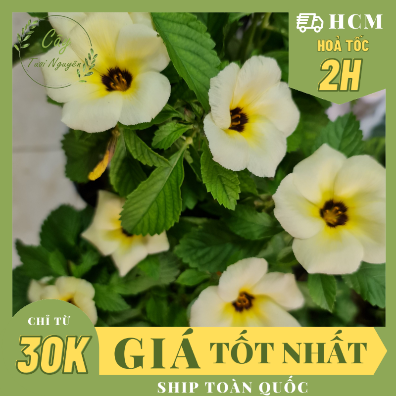 CÂY GIỐNG HOA DỪA KEM ,(cao 20cm), Cây cảnh, dễ trồng GIÁ RẺ, nở quanh năm, Cây Tươi Nguyên CTN0270
