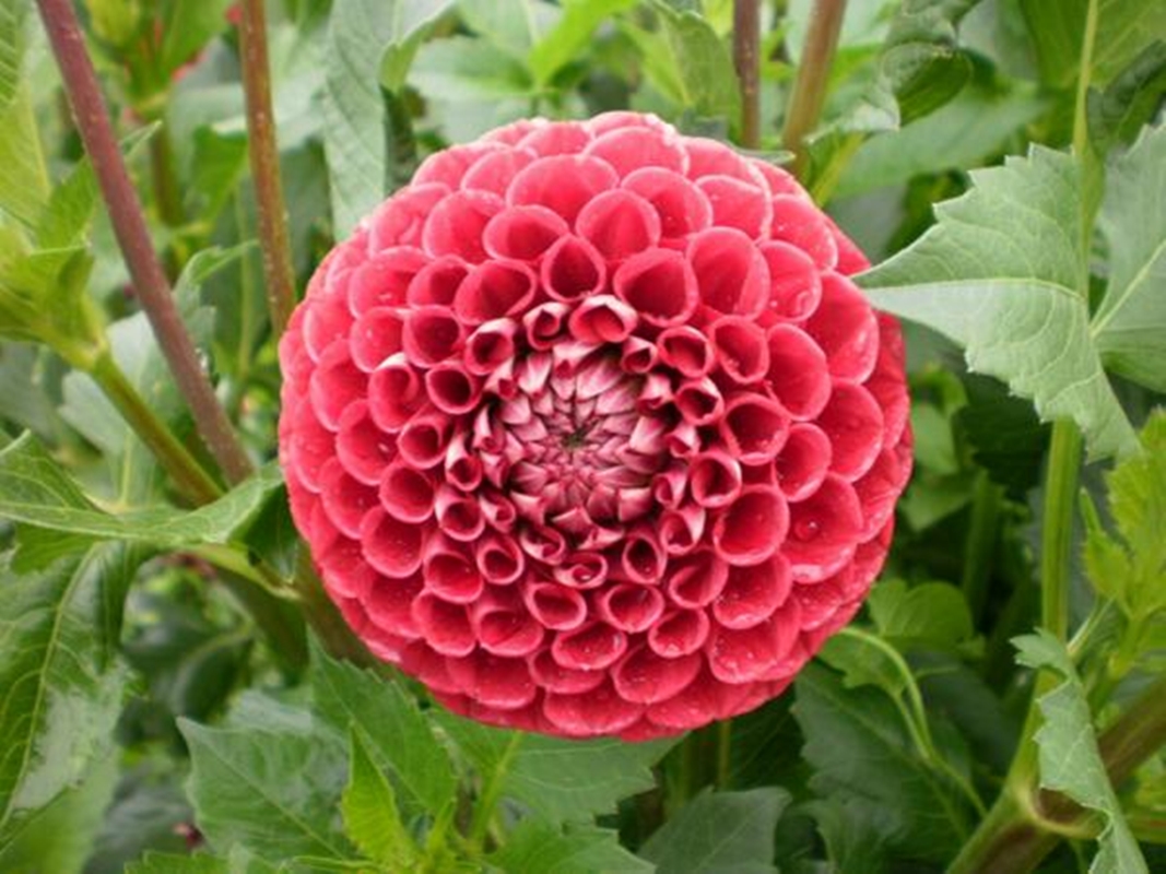 Hạt giống hoa Thược dược kép