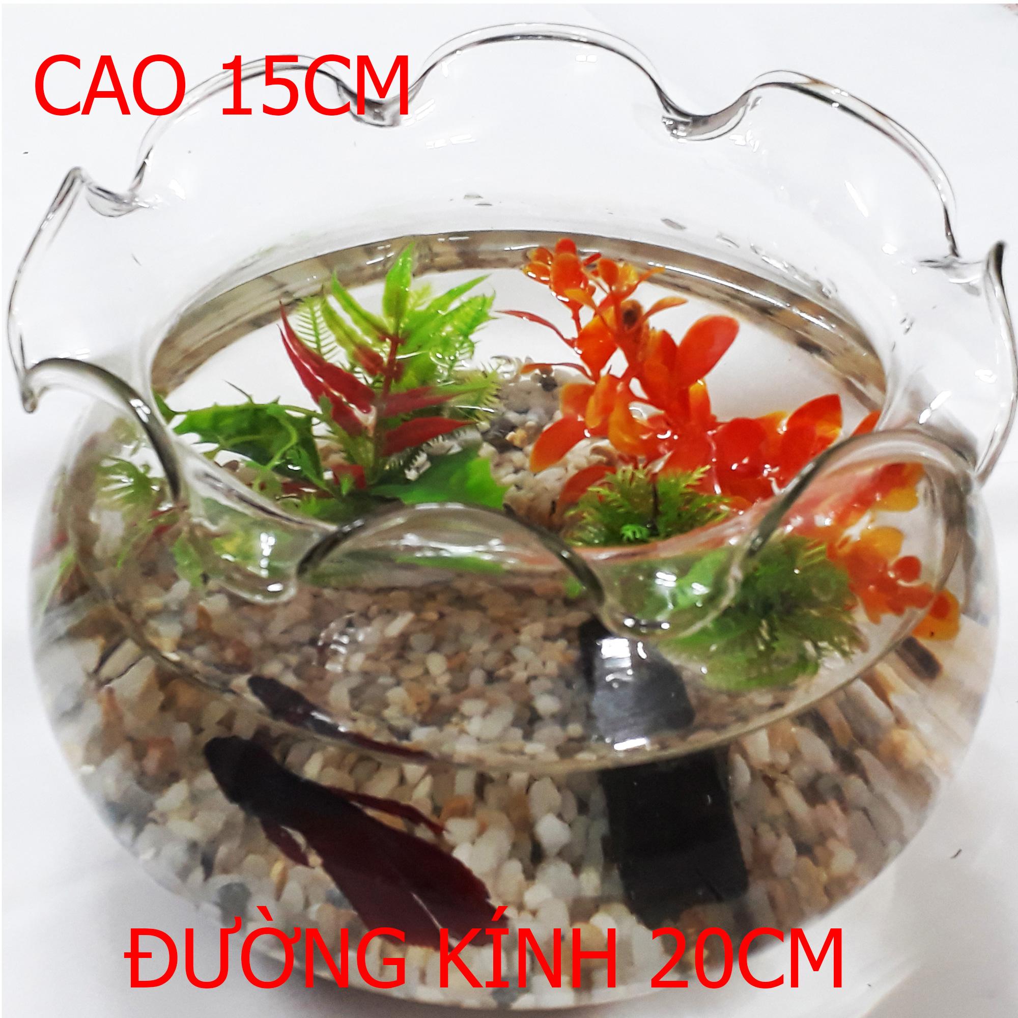 Bể cá vừa - hồ cá để bàn - chậu cá thủy tinh hb-2 20x20x15