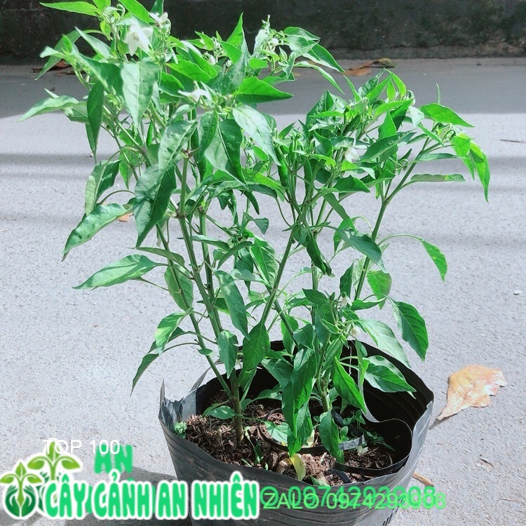 Ớt hiểm trái lớn