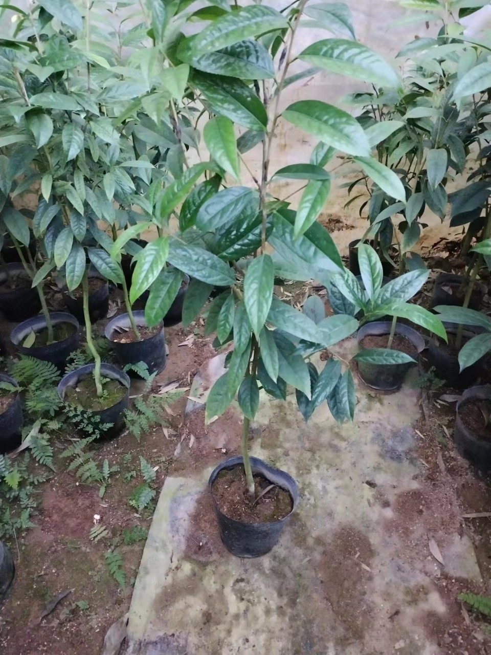 CÂY TRÀ HOA VÀNG CAO 80CM-1M(>)