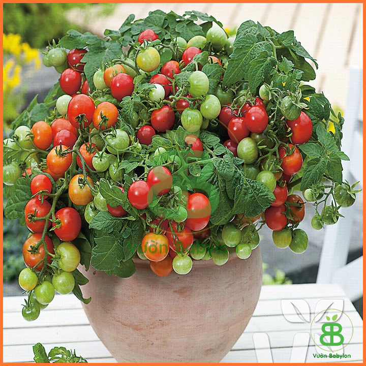 Hạt Giống Cà Chua Bi Đỏ Lùn 0,1G