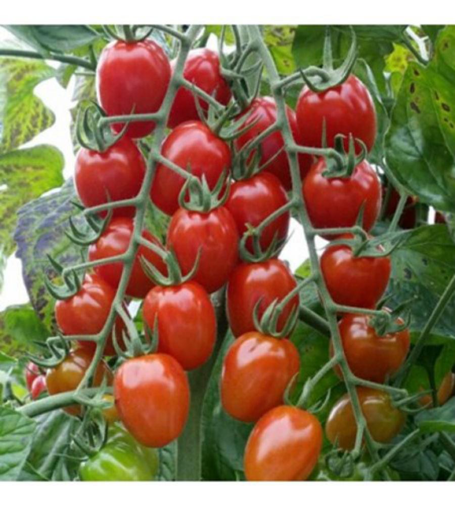 Hạt Giống Cà Chua Cherry Đỏ Lai F1 Thái Lan Sinh Trưởng Mạnh