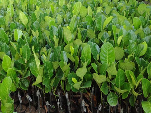 Cây giống mít ruột đỏ sơ đỏ quả thơm ngọt