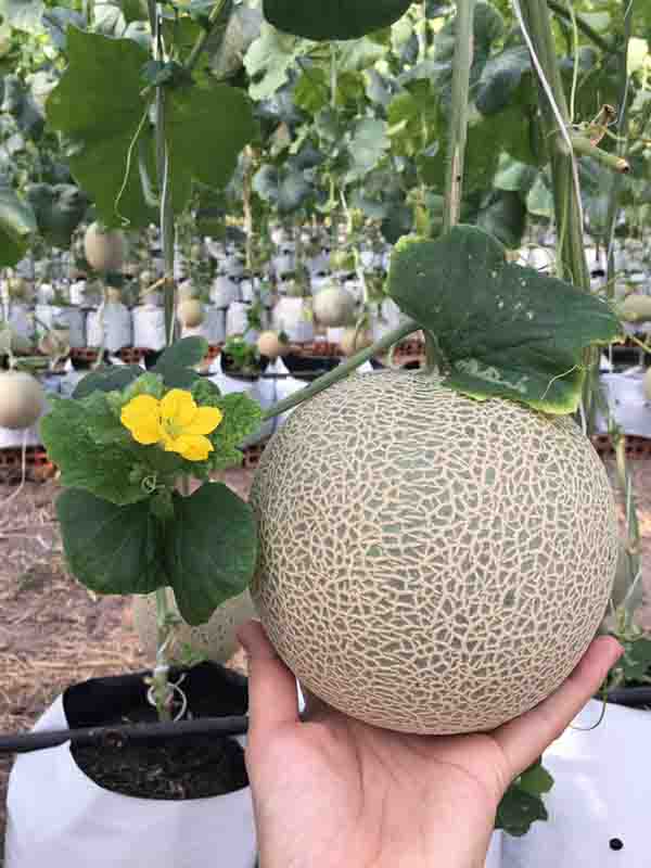 Hạt giống Dưa Lưới Ruột Xanh (Gói 20 hạt)
