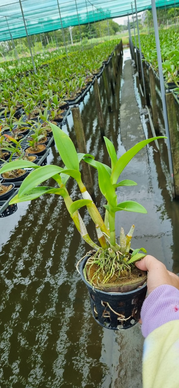 HOA LAN DEN LAI HỒ ĐIỆP TÍM