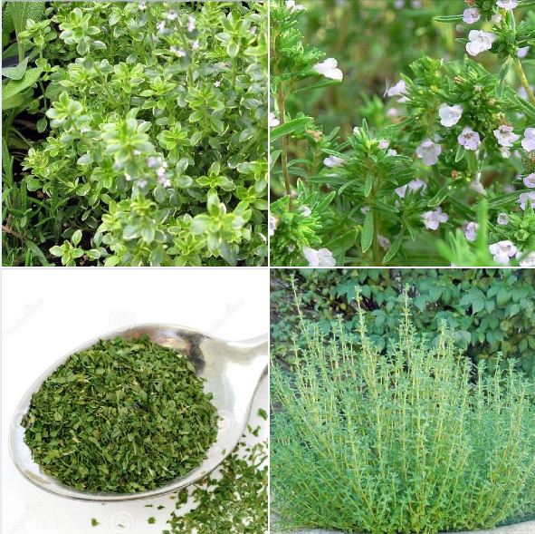 "gói 100 hạt " hạt giống cỏ xạ hương