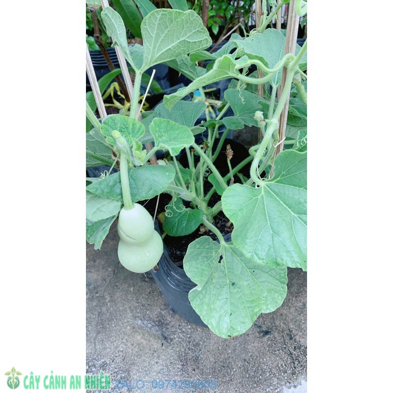 Cây bầu hồ lô