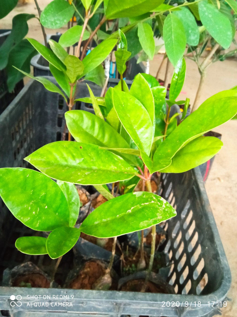 CÂY QUẢ DỌC NẤU CANH CHUA - CÂY GIỐNG