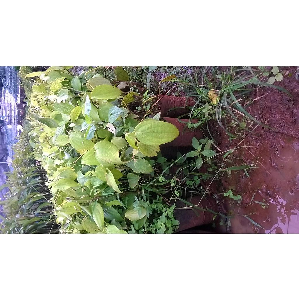 C0mbo 10 cây tiêu giống chuẩn ( BẦU TO, DÂY DÀI NHƯ HÌNH ).