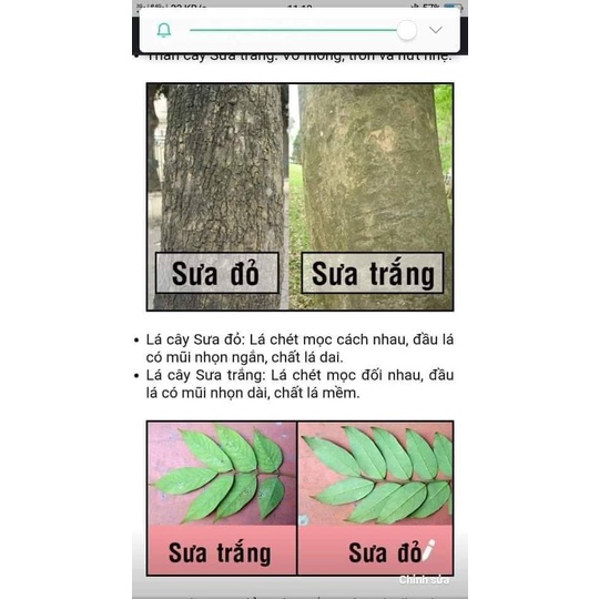 Cây sưa đỏ giống chuẩn giá trị cao,  cây trắc thối