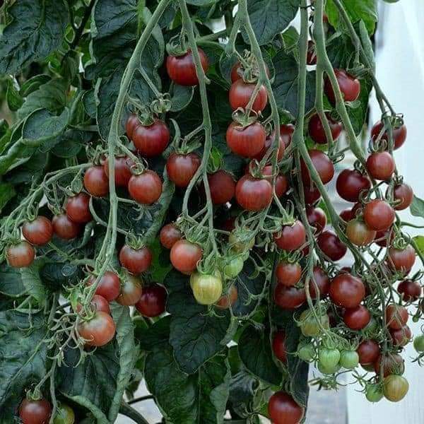50h Hạt Giống Cà Chua Chocolate - TaNe Garden