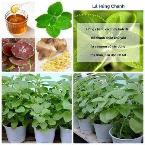 COMBO TINH DẦU HÚNG CHANH MINION PLUS  ( 1 DẦU HÚNG CHANH + 1 SÁP ẤM ) LẠC LẠC