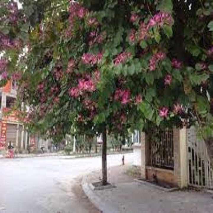 [Viện Công Nghệ Sinh Học Nông Lâm] CÂY GIỐNG HOA BAN TÍM