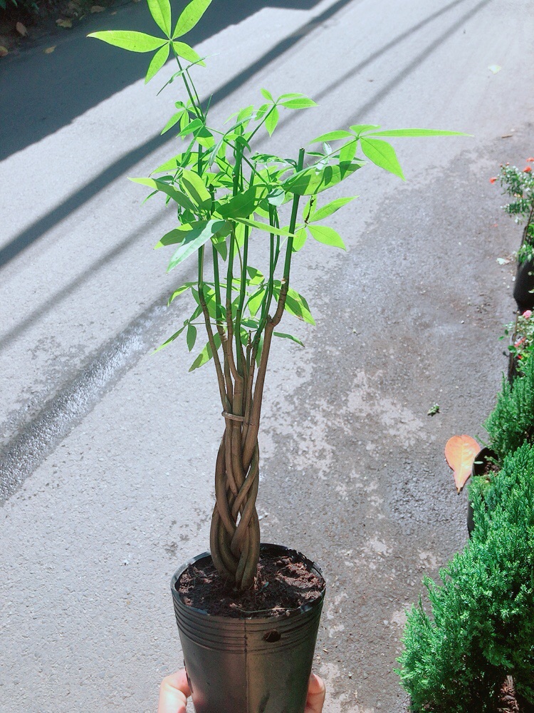 [HCM]Kim Ngân Thắt Bính Mini