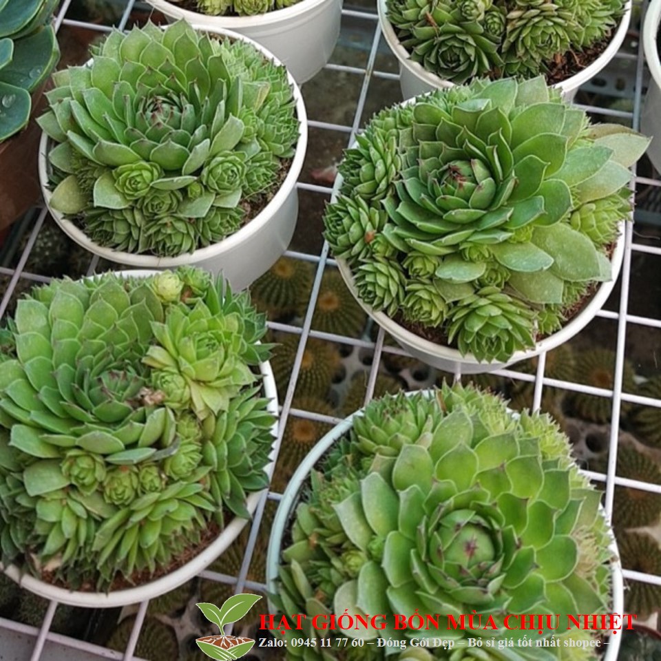 227A Hạt Giống Sen Đá Phật Bà 20 Hạt