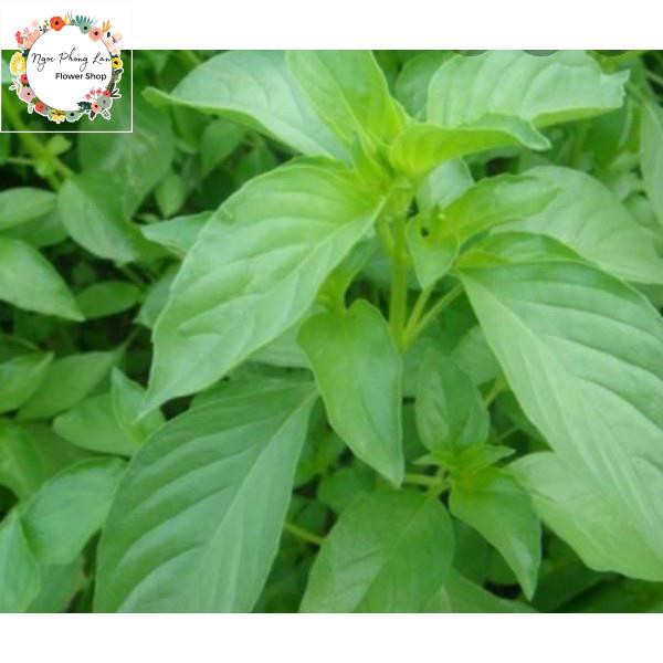 Hạt giống rau húng thơm rau é trắng - gói 2 gram