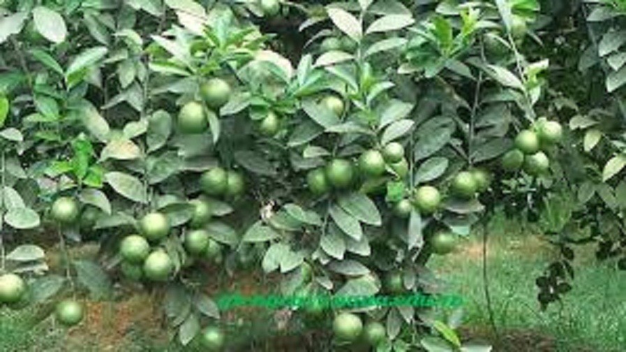 COMBO 2 CÂY GIỐNG CHANH TỨ QUÝ