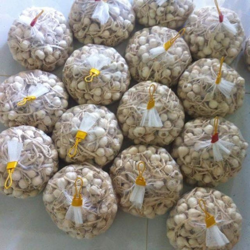 [Túi 1 ký] Tỏi Lý Sơn (nhiều tép) - Mới thu hoạch phơi được vài nắng (Chưa bóc vỏ)