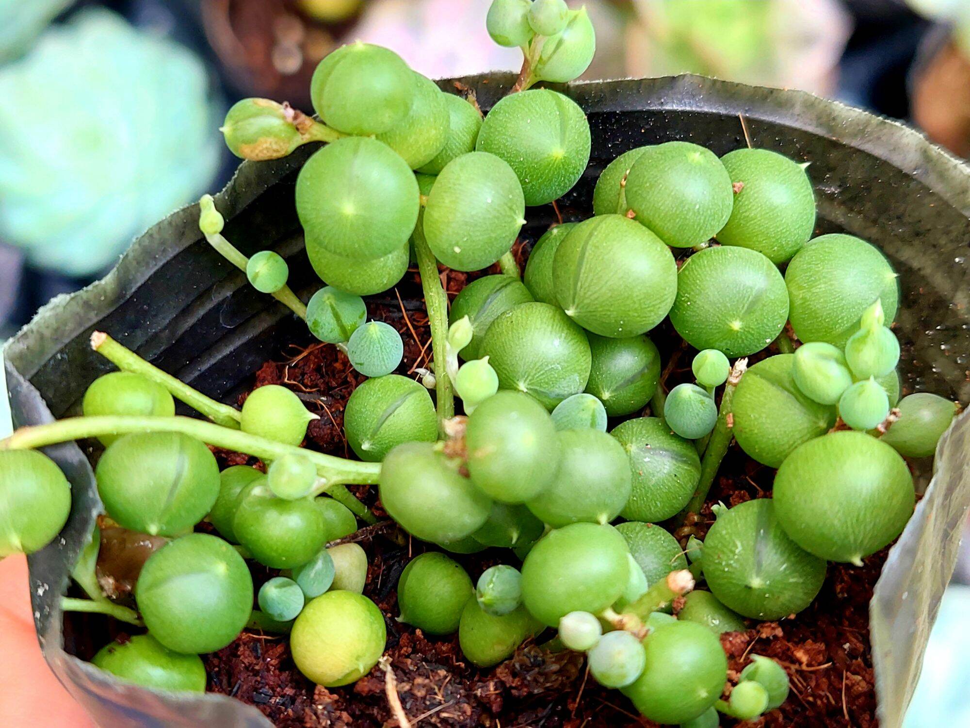 Sen đá HẠT NGỌC size bầu