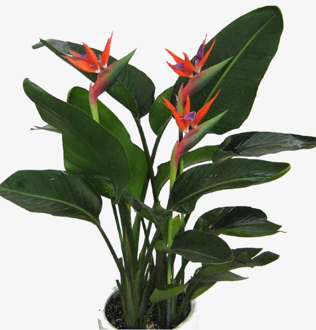 (GIẢM GIÁ SỐC) CHẬU CÂY HOA THIÊN ĐIỂU