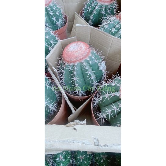 Xương Rồng Melo