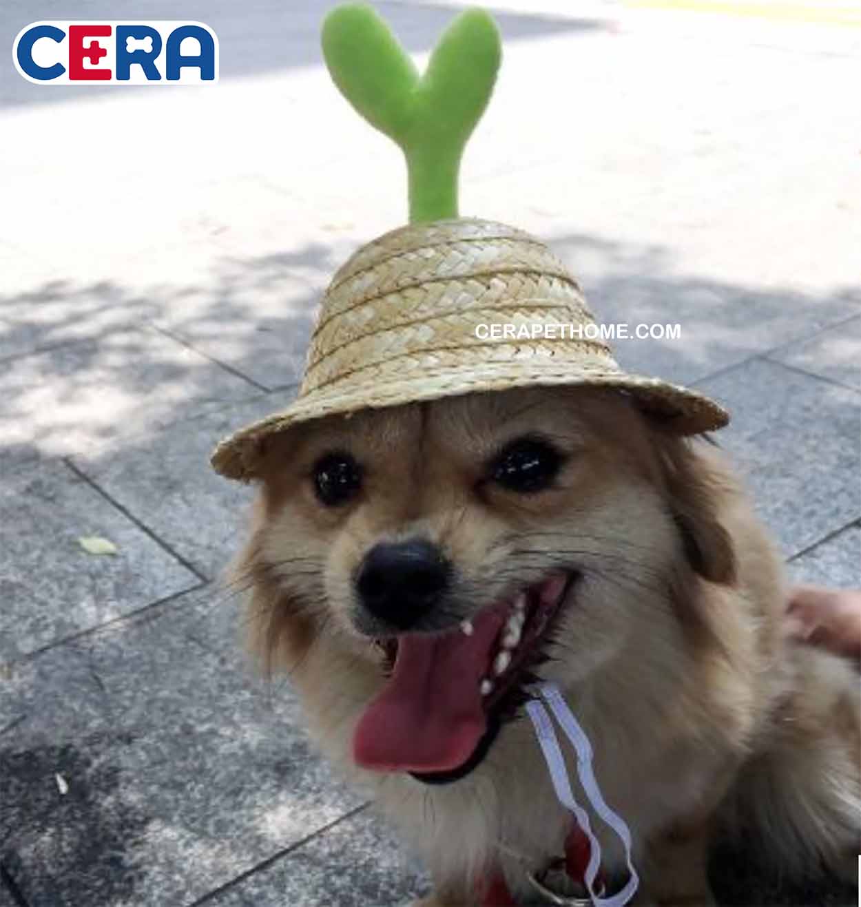Nón Cối Cây Cỏ Cho Chó Mèo - Nón 005