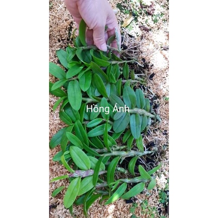 Lan giả hạc phi điệp - hoa thơm,sai hoa, dễ sống