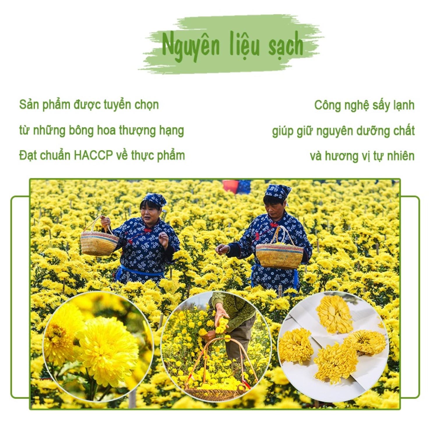 Trà hoa cúc vàng freeeship sấy khô 200gr hoàng cúc nguyên bông tự nhiên an - ảnh sản phẩm 3