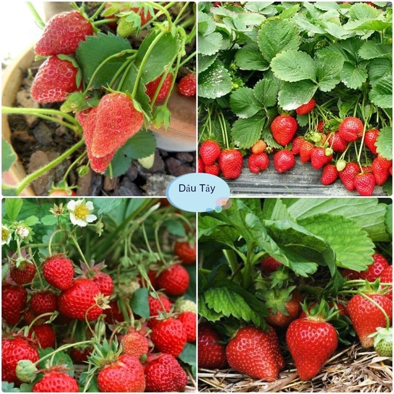 Hạt giống dâu tây đỏ dể trồng -gói 100 hạt