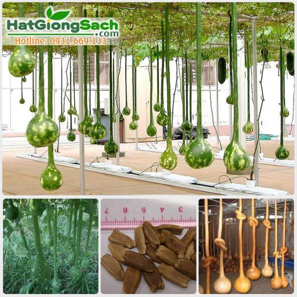 [HCM]Hạt Giống Bầu Cổ Dài 2m Mỹ (3 hạt)