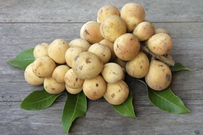 cây giống bòn bon thái lan