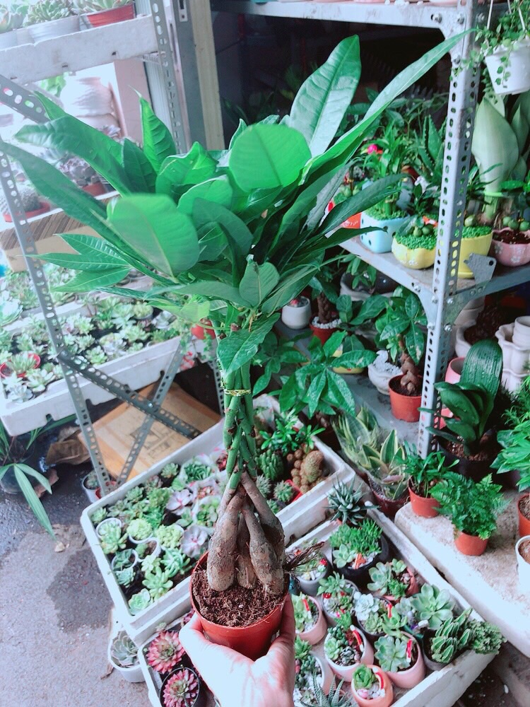 [HCM]Chậu Kim Ngân 5 Thân Lớn