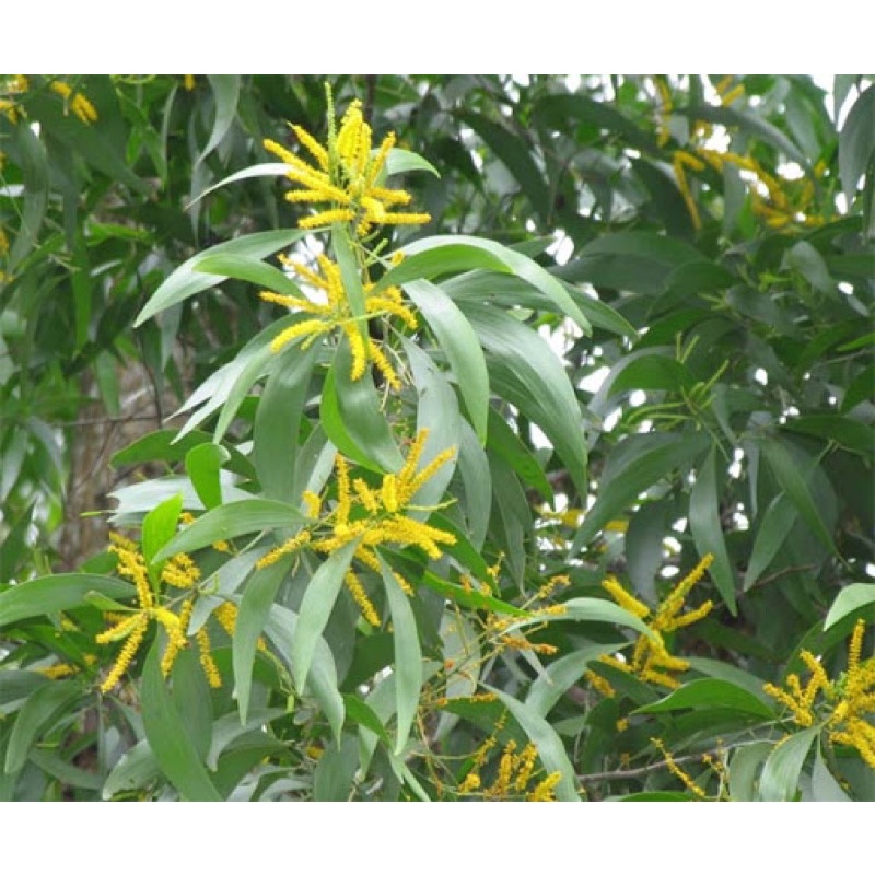Cây giống keo lá tràm