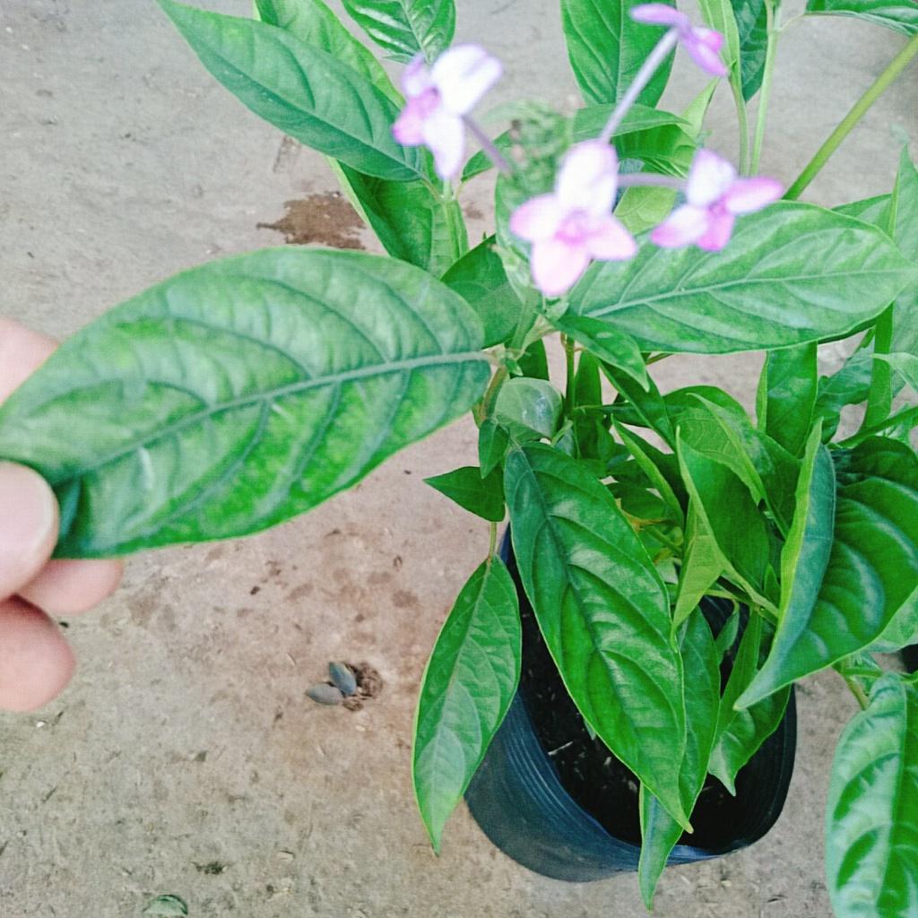 Cây hoa trà hoa nữ- Hoa đẹp trang trí sân vườn- Hoa kiểng Nguyễn Lộc