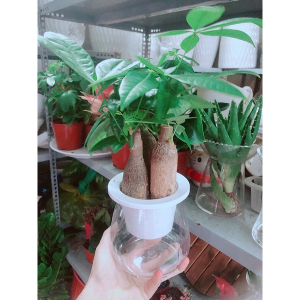 Chậu kim ngân 3 thân thuỷ sinh