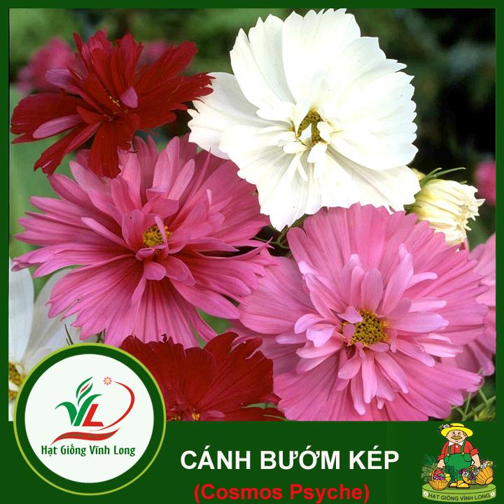 Hạt giống hoa Cánh Bướm kép RD 869 - 0,1g