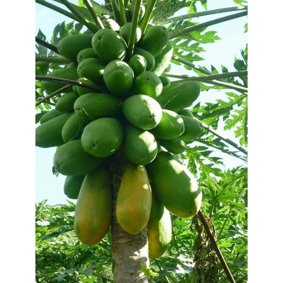 Hạt Đu đủ ruột vàng